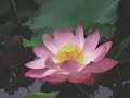 Lotus Lotus