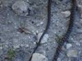 videos de Found a Wild Snake Eating a ROCK (authentic footage of strange animal behavior)
