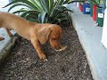 Rio the Miniature Daschund Puppy learns to dig