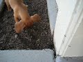 Rio the Miniature Daschund Puppy learns to dig