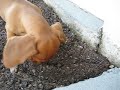 Rio the Miniature Daschund Puppy learns to dig