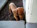 Rio the Miniature Daschund Puppy learns to dig