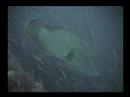 yongala dive 2002