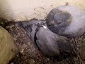 birdbrain birdbrain