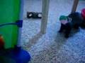 New toy for the Ferrets