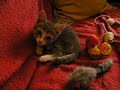 Tada-gatita-en-adopc