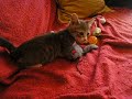 Tada-gatita-en-adopc