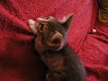 Tada-gatita-en-adopc