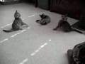 bengal-kittens