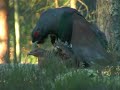 Capercaillie display