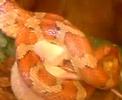 snake-kills-mouse-flock.html