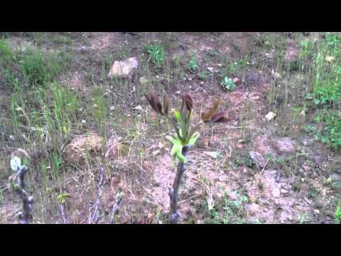 how to fertilize english walnut trees