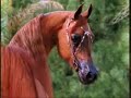 mooi paard