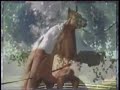 mooi paard