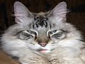 cat
