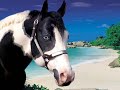 native american indian spirit horses