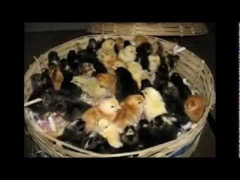 how to poultry farming india