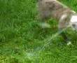 MI PERRO QUE JUEGA CON EL AGUA.