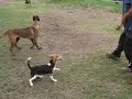 UCAM ADIESTRAMIENTO CANINO