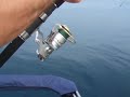 atun/ bluefin tuna light jigging