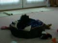 Briela Relaxing, Watching The Boob Tube