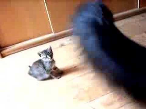 See video
