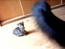 See Video