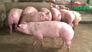 Quỳnh Phụ - Thái Bình: Độc đáo mô hình lợn nuôi giun quế
