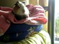 Mi cobaya Lili escuchando musica house