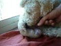 Parto de caniche