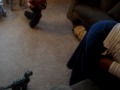 Dino-boy, Malachi gets scared of his dinosaur birthday gift.