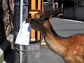 Jaaja ライブ　8/24広島ヲルガン座