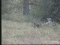 Chacma Baboon & Vervet Monkeys