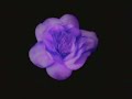 http://paradiselost.co.uk