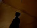 ボール猫動画