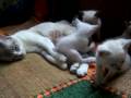 videos de mamaelinda