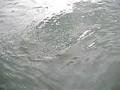 videos de Maryland Rockfish