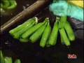 DOLE Banana Harvesting