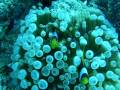 Anemonefish