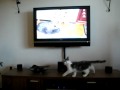 Dexter jagar datamusen