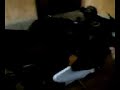 minimoto llamarazos 2t