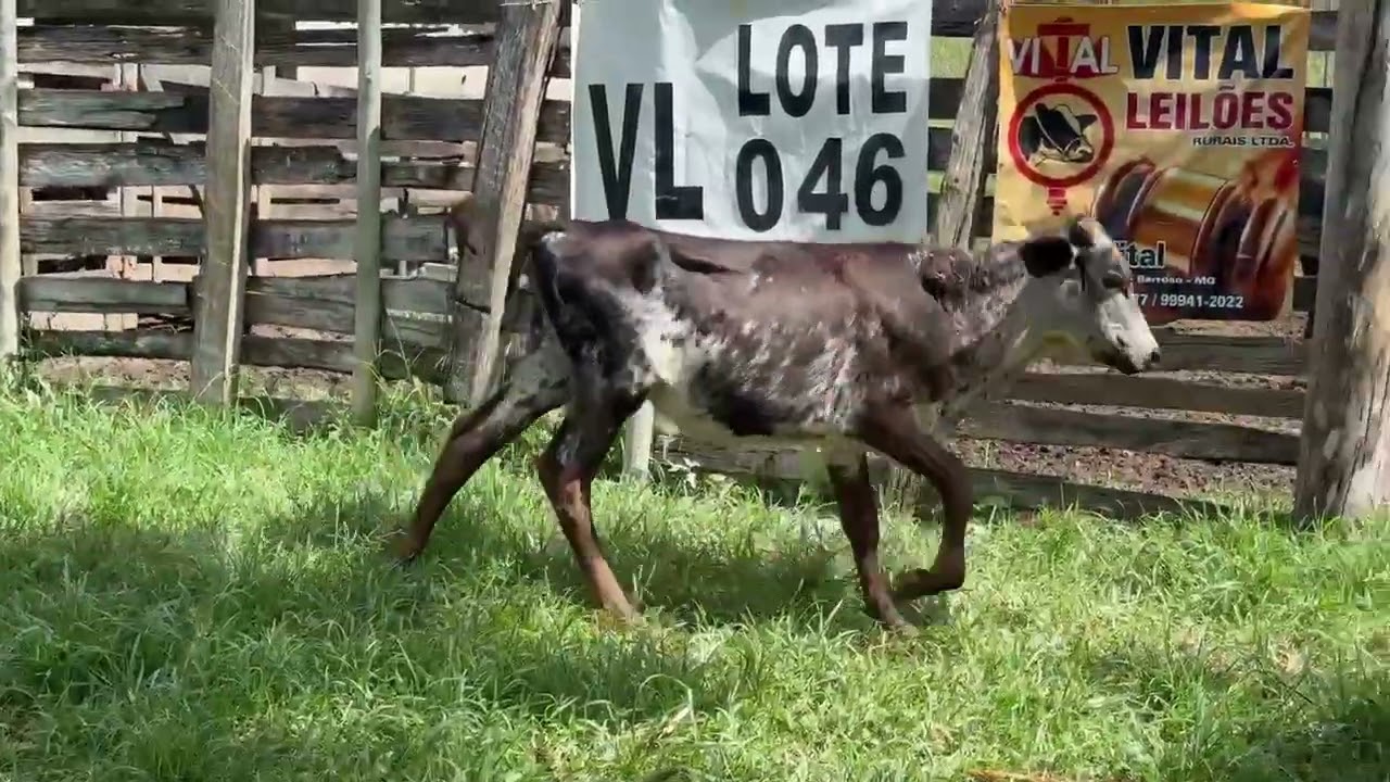 LOTE 46 - 01 GARROTA 1/2 SANGUE; TEM FIGUEIRAS NO PESCOÇO E CABEÇA; V-5