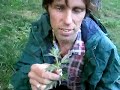 Collecting and Identifying Mugwort in Central Park
