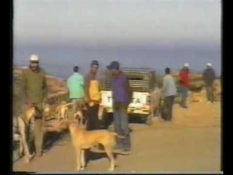 benisaf chasse loup avec sloughi 2009 les chasseurs de HENNAYA-REMCHI صيد الذئب