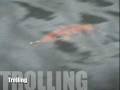 Lucky Lure's Musky Pike Arowana swimbait