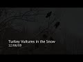 Turkey Vultures in the Snow
