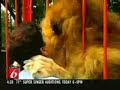 A lion hug A lion hug