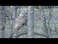 Barred Owl 2