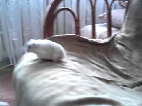 Chomik usiłuje uciec z krzesła / Hamster tries to escape chomik