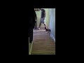 Click here to watch this video Distemper Symptoms: Captain